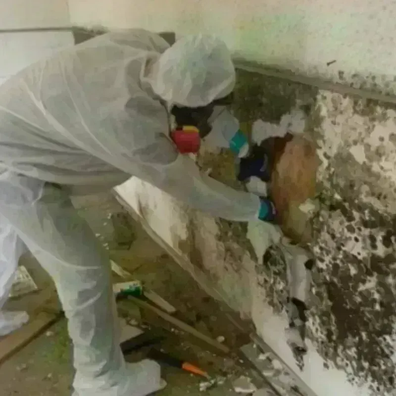 Mold Remediation and Removal in Frankfort, IL